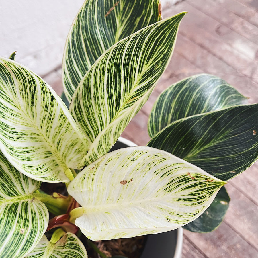 Philodendron Birkin - Imagen 2